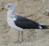 juvenile LBBG, ringed in the Netherlands.